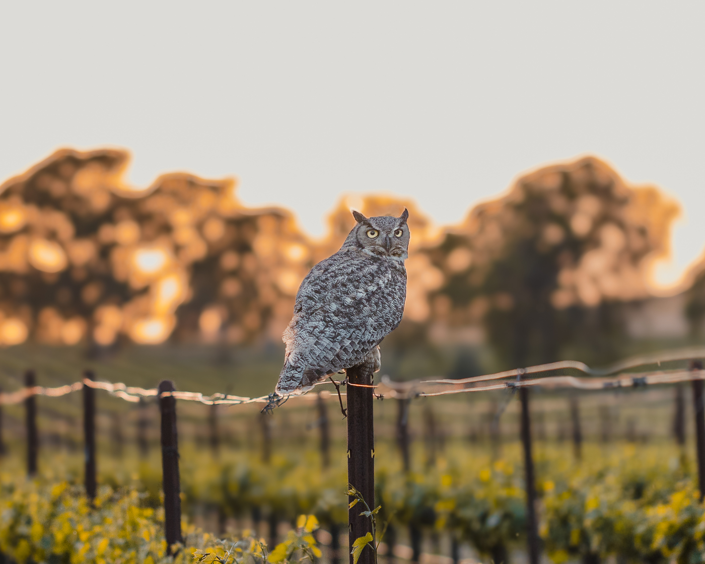 A large owl perched on a wire fence post in a vineyard at sunset, with blurred trees in the background.