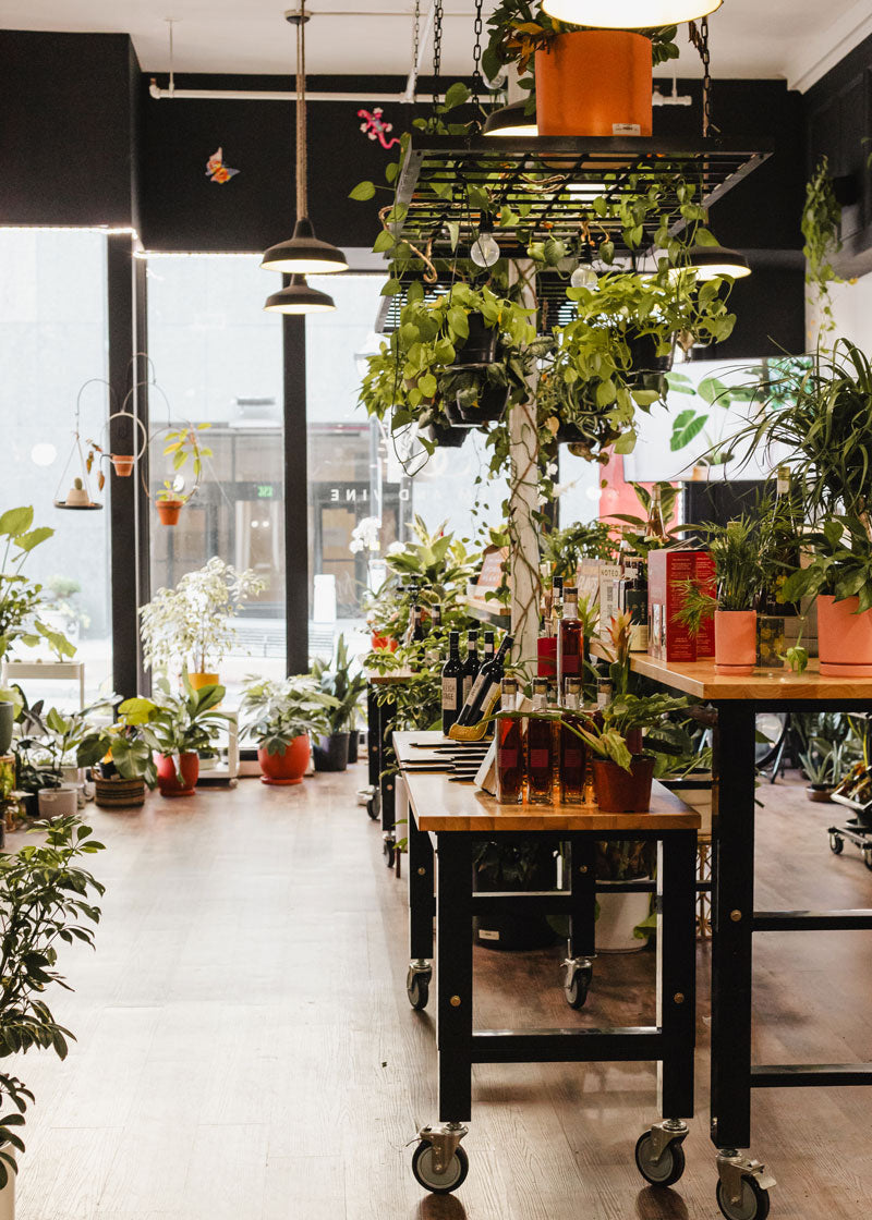A bright indoor plant showroom or greenhouse with many potted green plants, hanging foliage, and rolling display tables with wood tops and black metal frames. Large windows, pendant lights, and black ceiling panels are visible in the background.