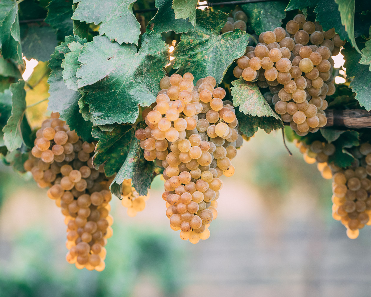 Clusters of pale golden grapes hanging from a grapevine with green leaves in a vineyard.